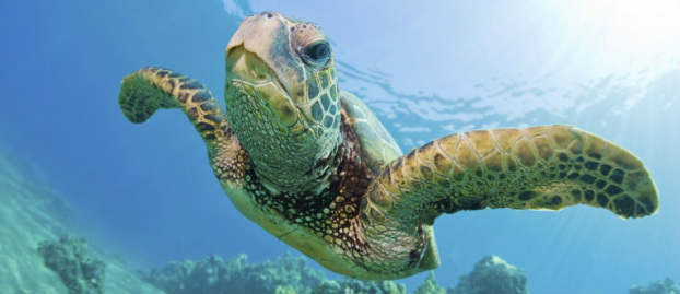 Sea Turtle Safe Window Tinting