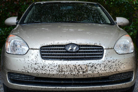 Hyundai plastered with love bugs in Southwest Florida